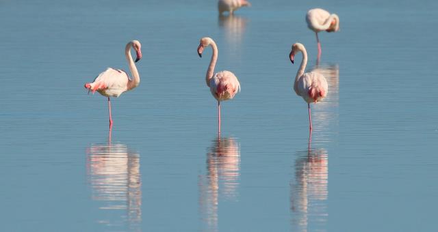 Delta del Po Natura