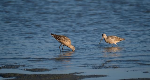 Delta del Po Natura